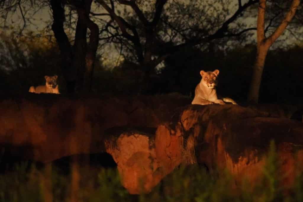 Photo of 2 lioness lounging on rocks at Animal Kingdom's Safari at Night experience.