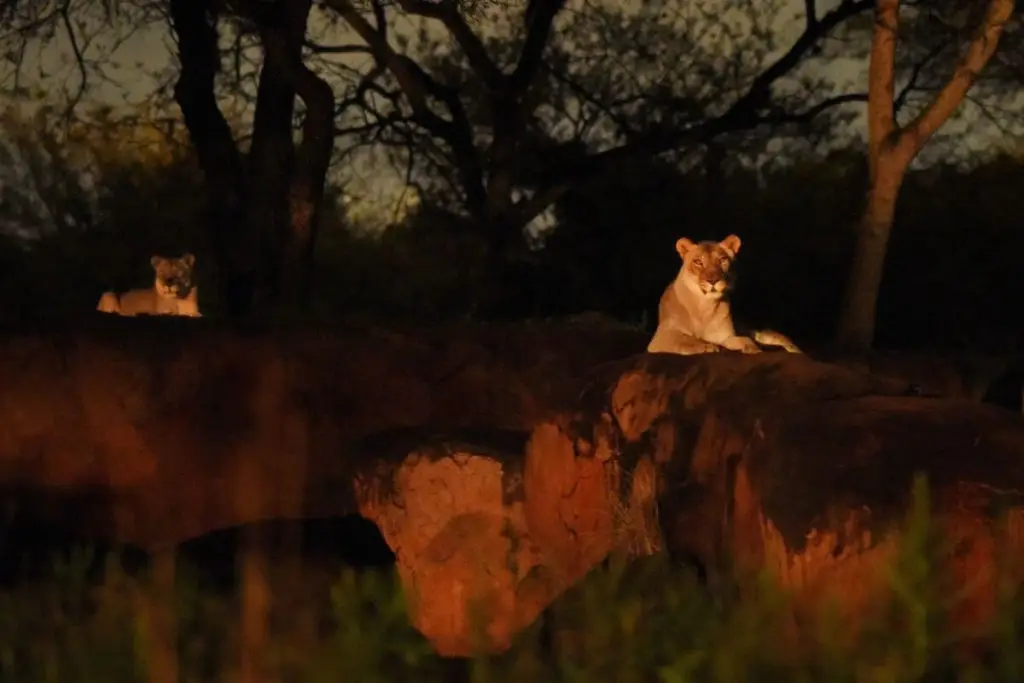 Photo of 2 lioness lounging on rocks at Animal Kingdom's Safari at Night experience.