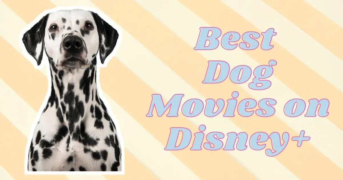 Graphic with a photo of a dalmation dog. Text to the right reads 