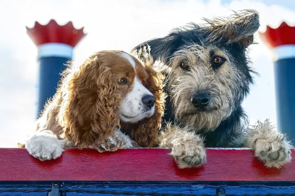 Screenshot featuring Lady and the Tramp, one of many dog movies on Disney Plus.