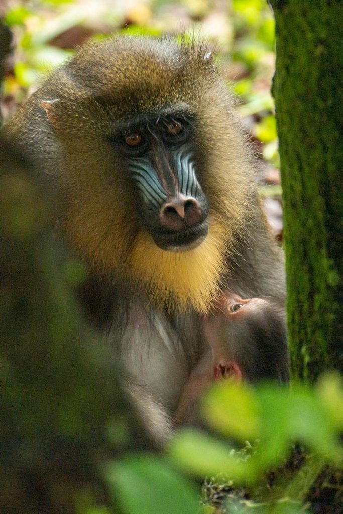 Photo of a mandrill holding a baby at Disney's Animal Kingdom.