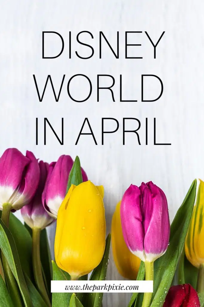 Closeup of pink and yellow tulips across the bottom of a graphic. Text above the photo reads "Disney World in April."