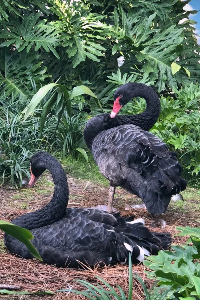Photo of 2 black swans at Animal Kingdom's The Oasis.