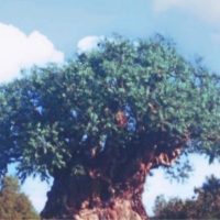 Landscape photo of Animal Kingdom's Tree of Life.