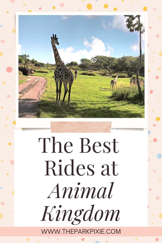 Photo of giraffes wandering in the savannah at Animal Kingdom's Kilimanjaro Safaris ride. Text below the photo reads "The Best Rides at Animal Kingdom."