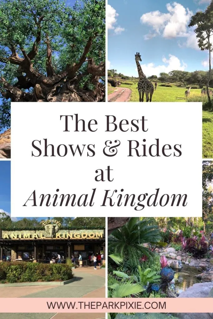 Grid with 4 photos of shows and rides at Animal Kingdom. Text in the middle reads "The Best Shows & Rides at Animal Kingdom."