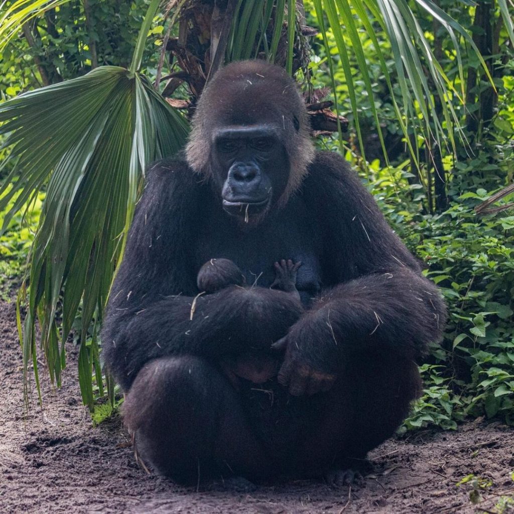 Photo of a female gorilla holding a baby gorilla at Disney World's Animal Kingdom.