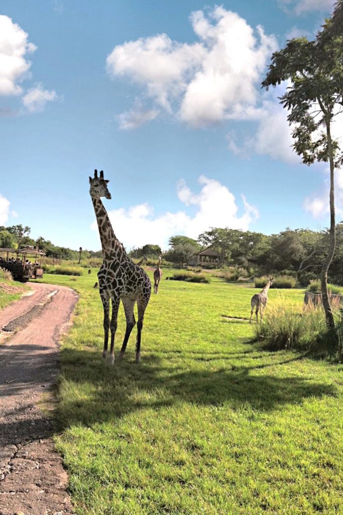 Photo of giraffes wandering in the savannah at Animal Kingdom's Kilimanjaro Safaris ride.
