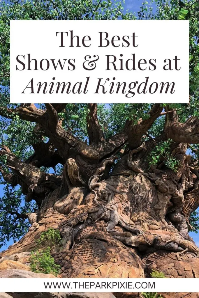 Closeup of Animal Kingdom's Tree of Life. Text overlay reads "The Best Shows & Rides at Animal Kingdom."