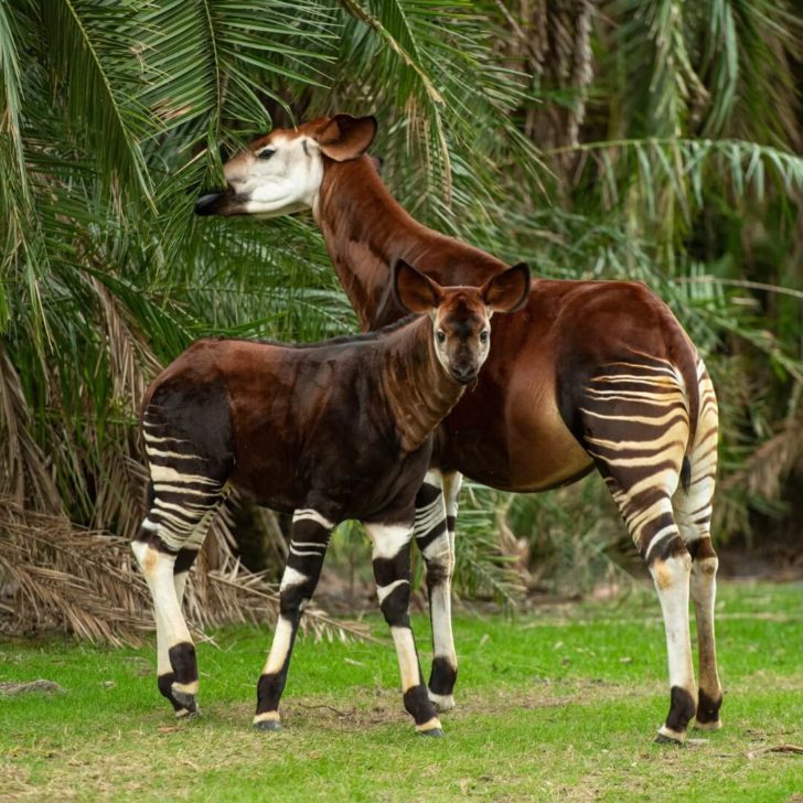 Photo of Beni the Okapi calf next to his mom at the Pembe Savanna at Disney's Animal Kingdom Lodge.