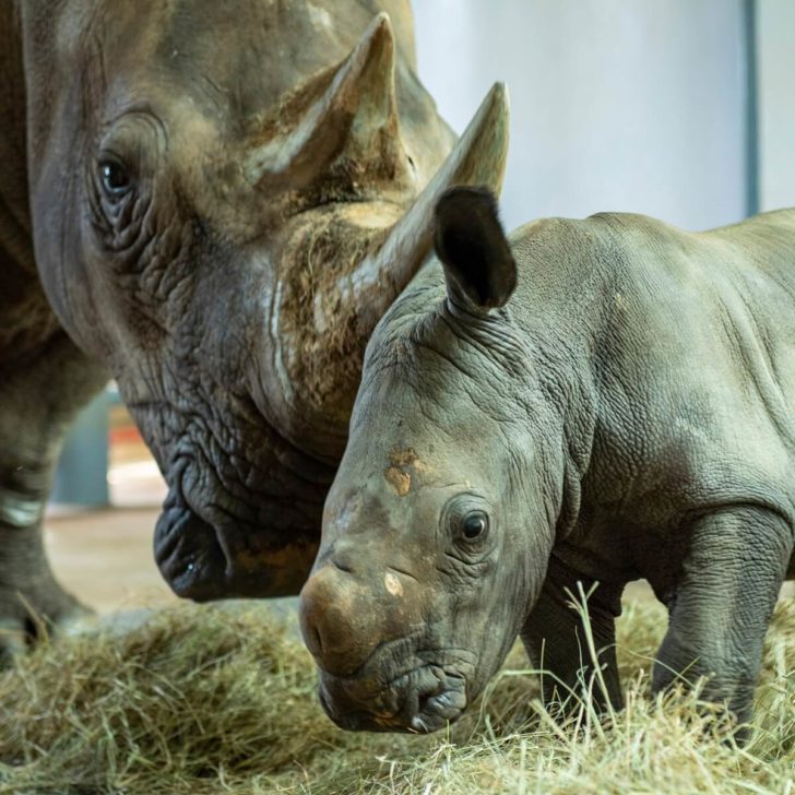 Closeup photo of a rhino and her newborn at Disney's Animal Kingdom, who made its debut in October.