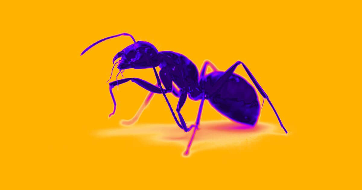 Photo of a purple ant against an orange background.