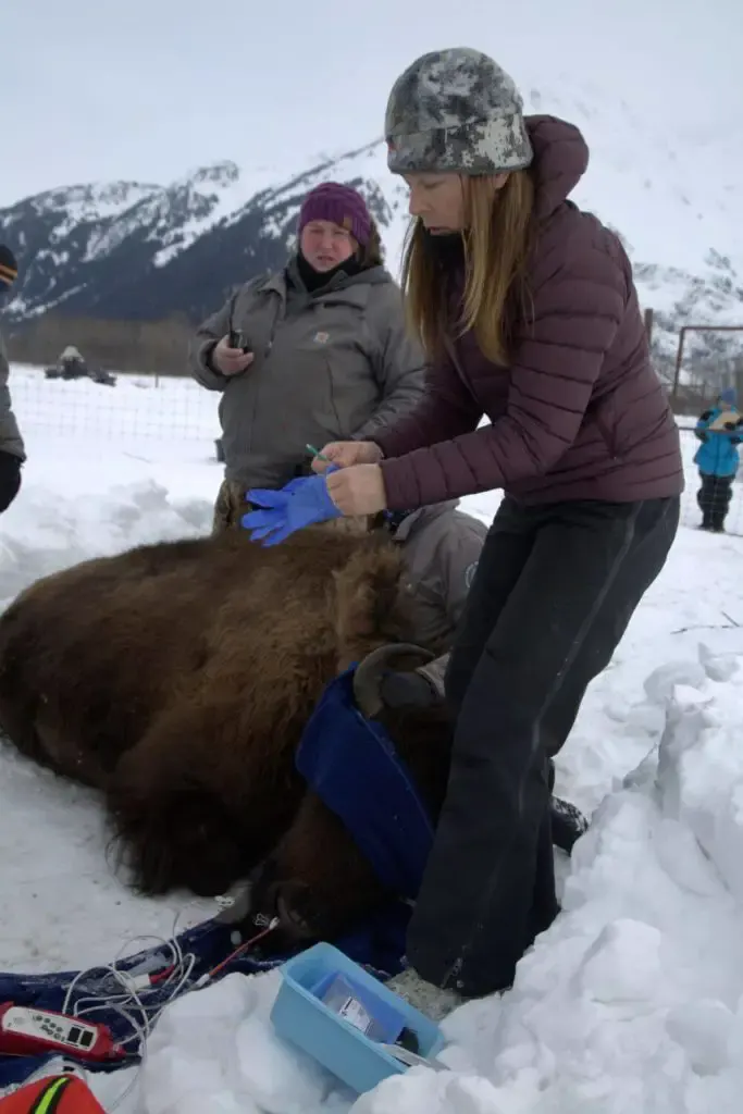 Photo of wildlife veterinarian Dr. Michelle Oakley examining a sedated bison.