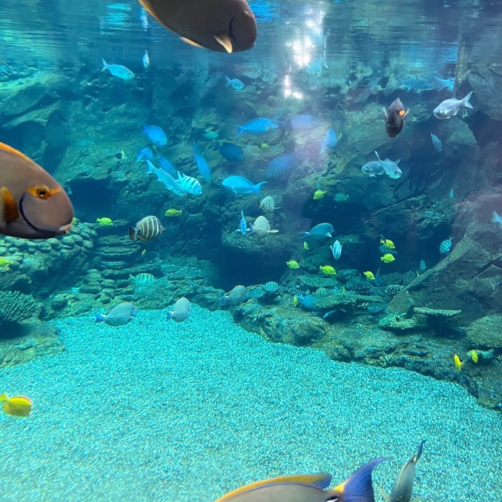 Photo of lots of colorful fish swimming in an artificial reef.