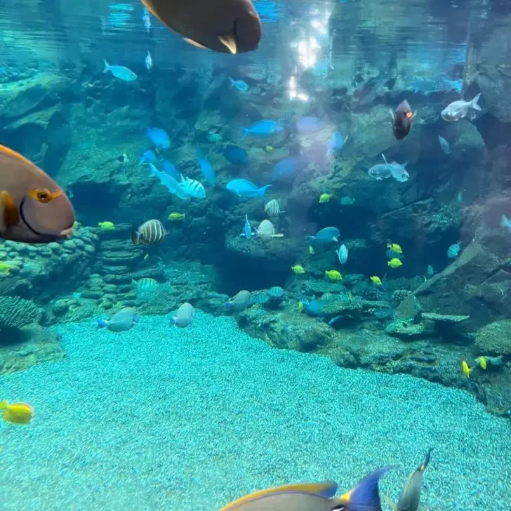 Photo of lots of colorful fish swimming in an artificial reef.