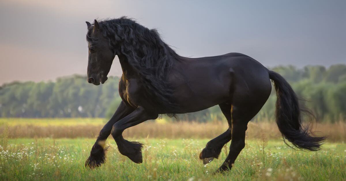 Photo of a black horse frolicking in a field.