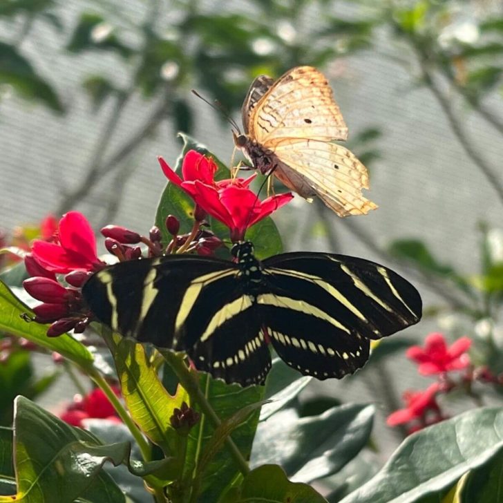 Photo of 2 butterflies, one black and yellow striped and one tan, sitting on a red flower.