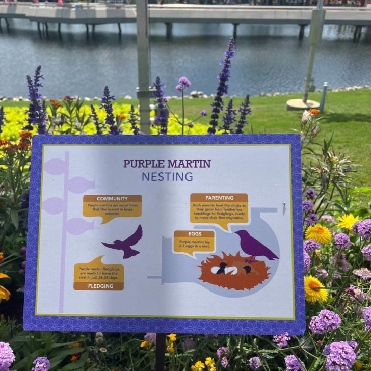 Photo of a sign about the Purple Martin migratory birds set amidst wildflowers.