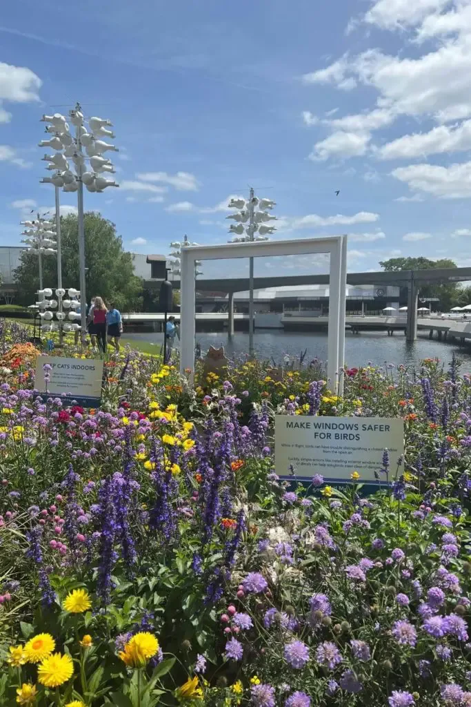 Photo of the Songbird Meadow wildflower garden at the Epcot Flower and Garden Festival.
