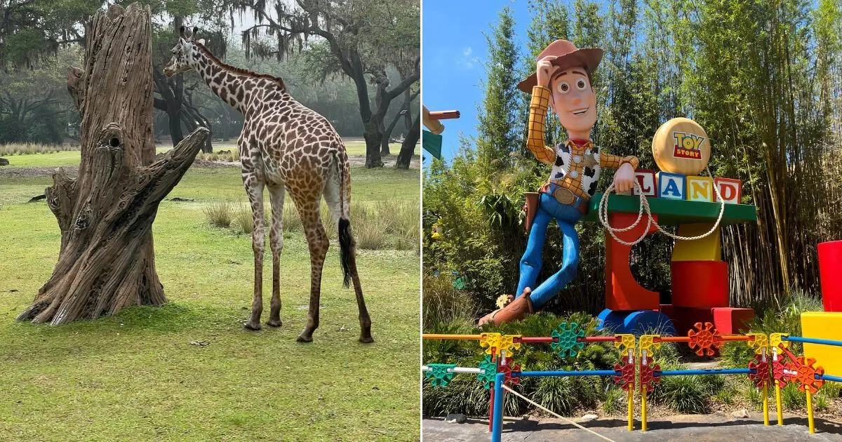 Graphic with 2 side-by-side photos, one of a giraffe at Animal Kingdom and the other of the Woody statue and sign for Toy Story Land at Hollywood Studios.