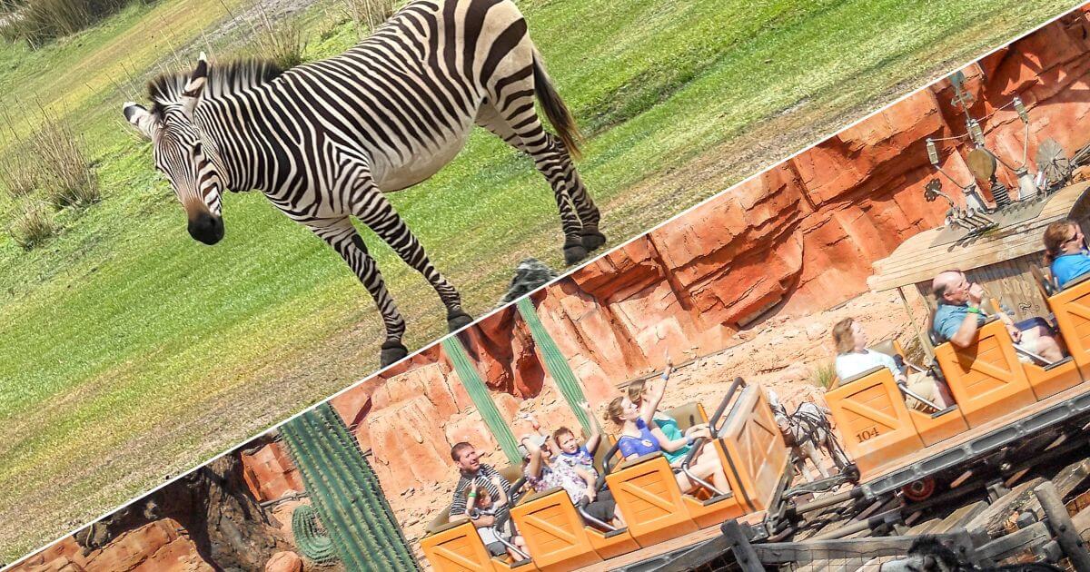 Horizontal photo split diagonally with a photo of a zebra on the left and a photo of Big Thunder Mountain Railroad on the right.