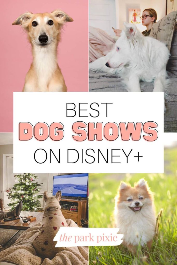 Grid 4 photos of dogs, two of which are watching television. Text in the middle reads "Best Dog Shows on Disney+."
