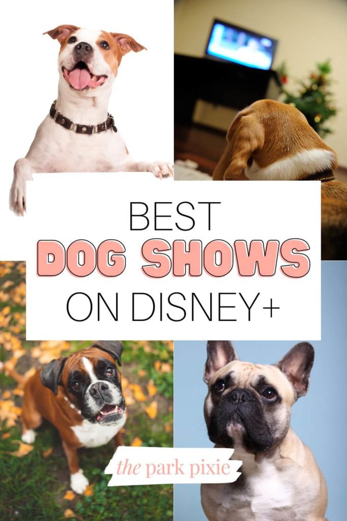 Grid with 4 photos of dogs, one of which is watching a TV. Text in the middle reads "Best Dog Shows on Disney+."