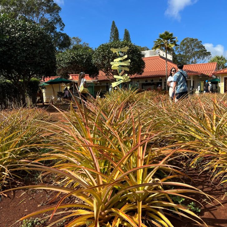 Photo of pineapple plants growing in the ground at the Dole Plantation.