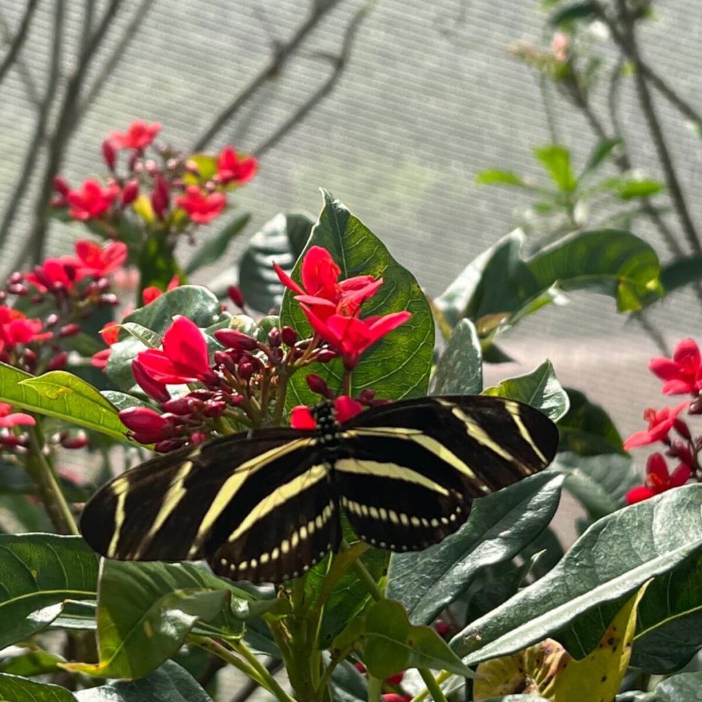 Closeup photo of a black and yellow butterfly perched on a red flower.