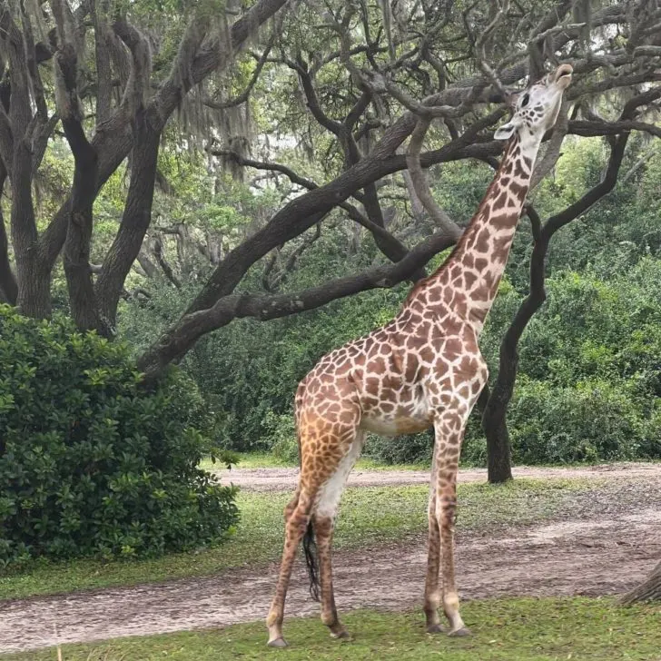 Photo of a giraffe reaching up to eat a leaf at Kilimanjaro Safaris in Disney's Animal Kingdom.