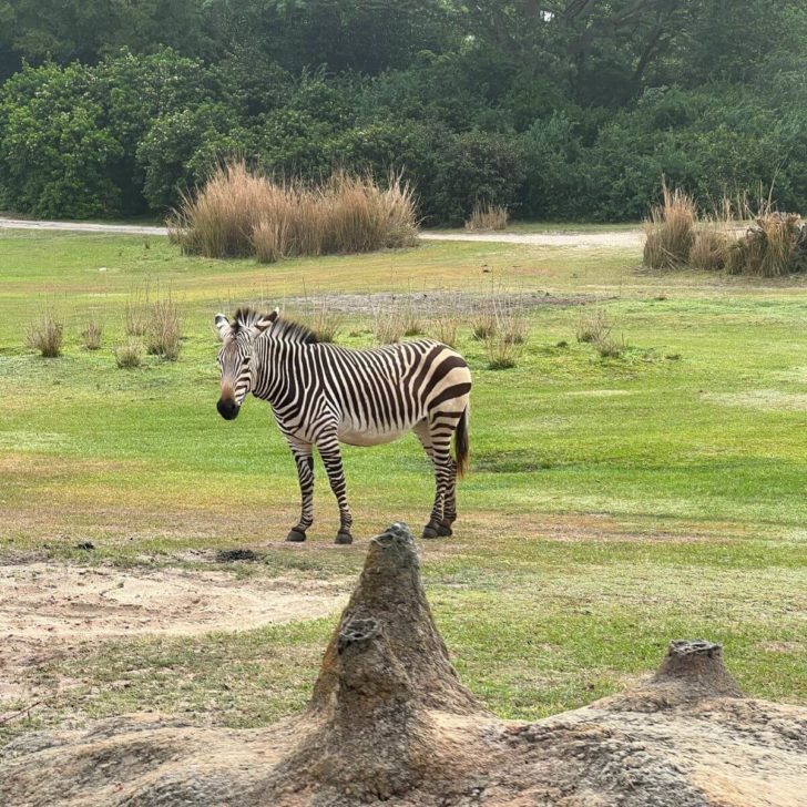 Photo of a zebra on the savannah along the Kilimanjaro Safari route.