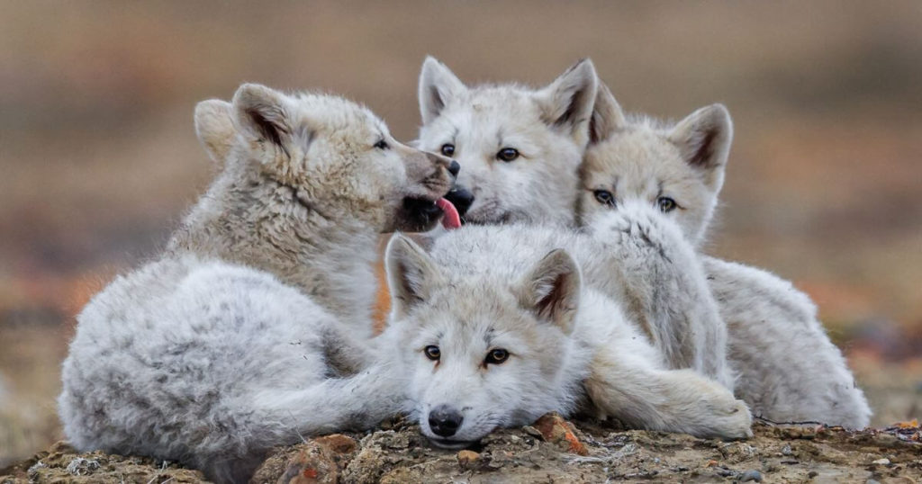 Photo of four white wolf pups cuddled together.