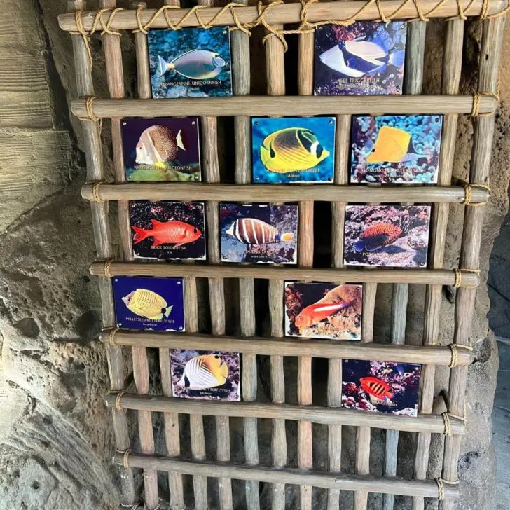Photo of a display with photos of fish and their name next to a cove nearby Rainbow Reef.