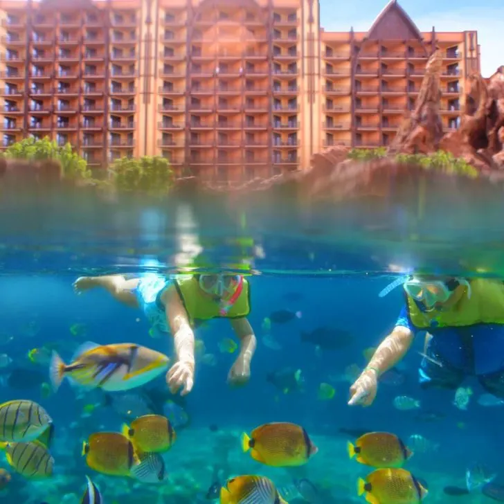 Photo of people snorkeling in Rainbow Reef with lots of yellow fish in the water.