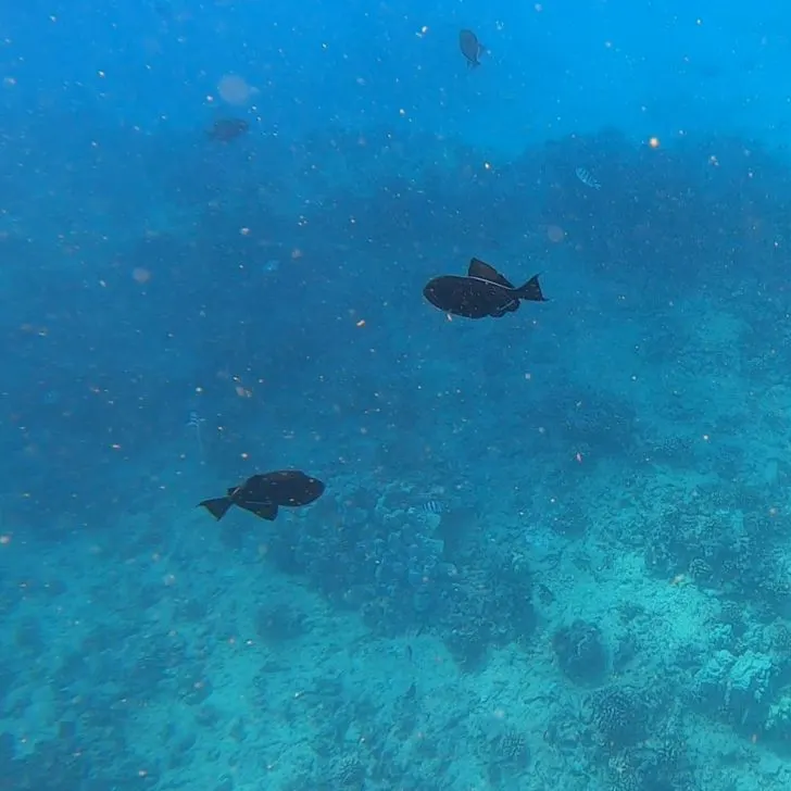Photo of fish swimming near a coral reef of the shore of Oahu.