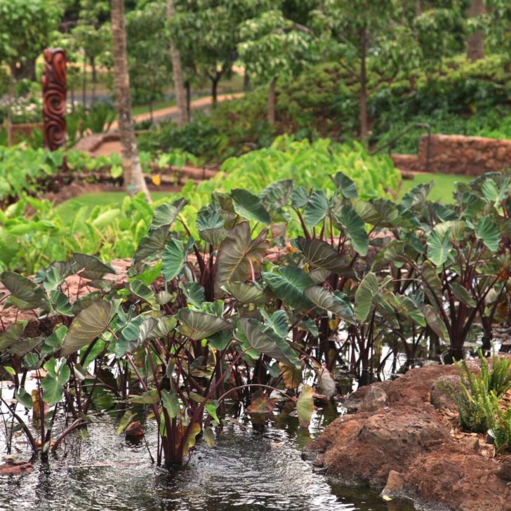 Photo of a taro plant garden at Aulani Resort in Hawaii.