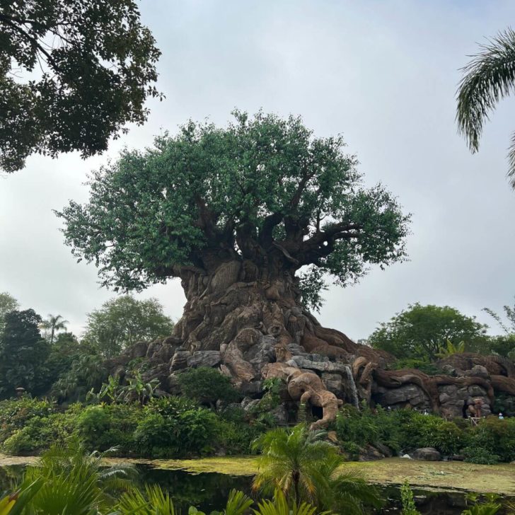 Photo of the Tree of Life at Disney's Animal Kingdom.