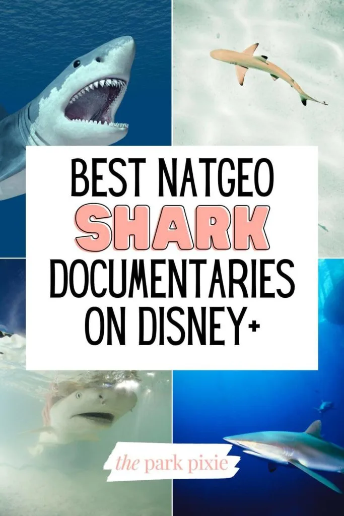 Graphic with 4 photos of different types of sharks. Text in the middle reads "Best NatGeo Shark Documentaries on Disney+."