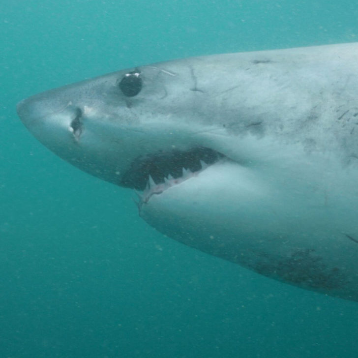 A great white shark spotted underwater off the coast of South Africa.