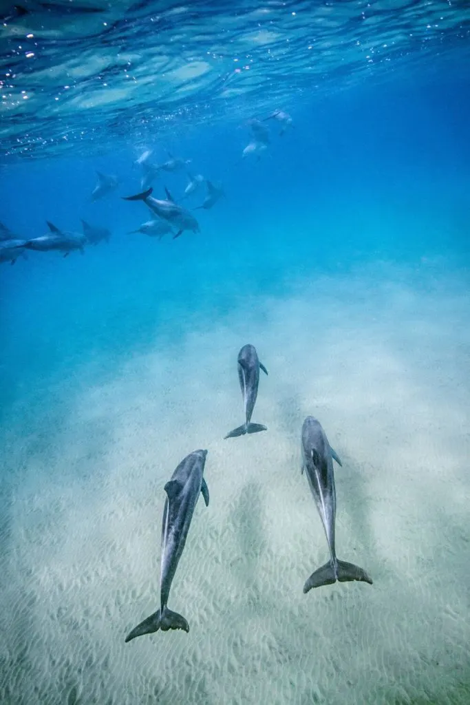 Photo still from the documentary, Dolphin Reef, with a school of dolphins swimming under water.