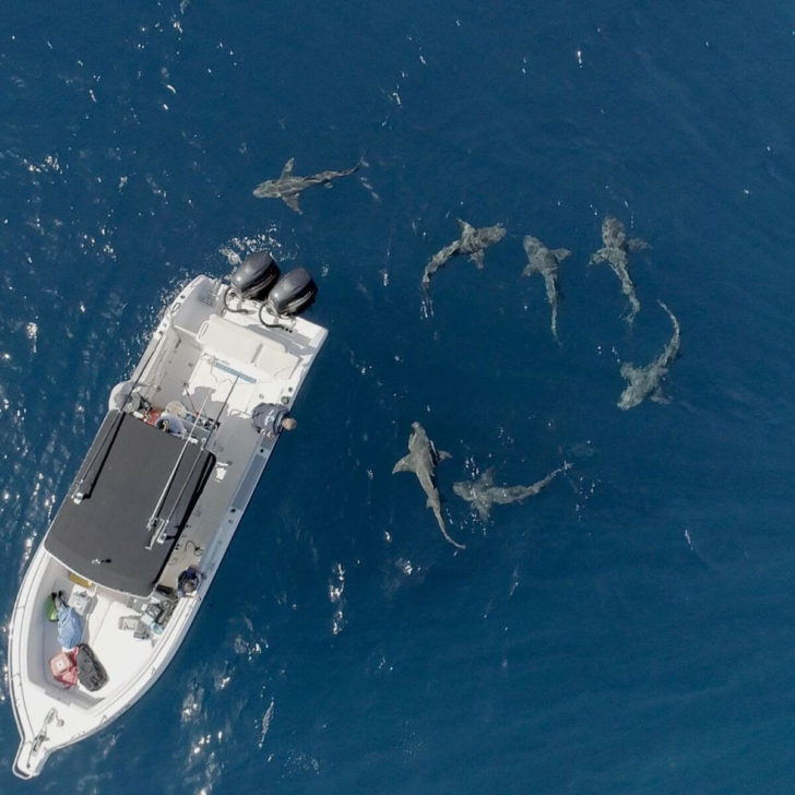 Aerial photo of lemon sharks swimming next to a boat.