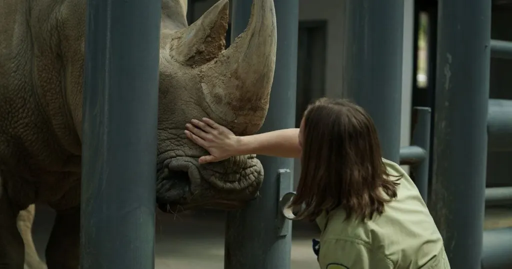 Animal Keeper Caitlin kneeling down stroking the nose of Lola the Southern White Rhino in the rhino barn at Disney's Animal Kingdom.