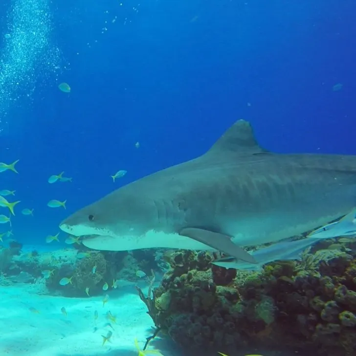 Photo of a shark named Emma swimming underwater.