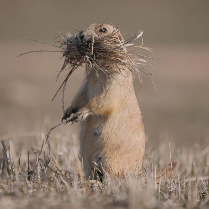 A prairie dog gathers dry grass as nesting material on the plains of Badlands National Park.