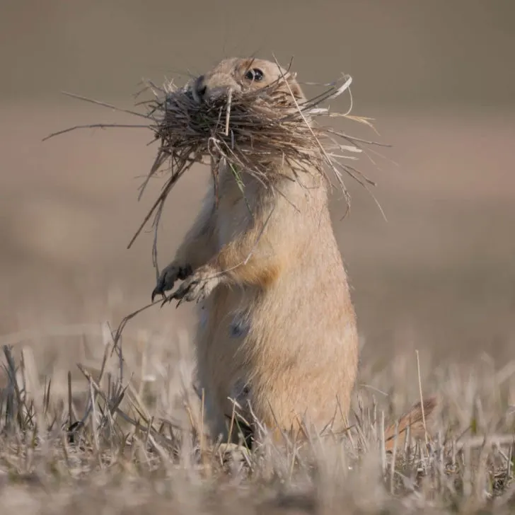 A prairie dog gathers dry grass as nesting material on the plains of Badlands National Park.
