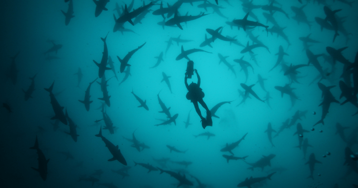 Cameraman and director Didier Noirot filming in the middle of a herd of silky sharks.