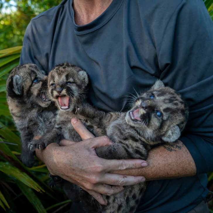 Photo of a man holding 3 Florida panther cubs in his arms.