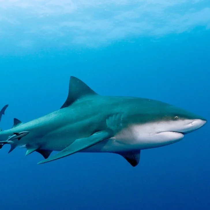 Bull shark swimming underwater.