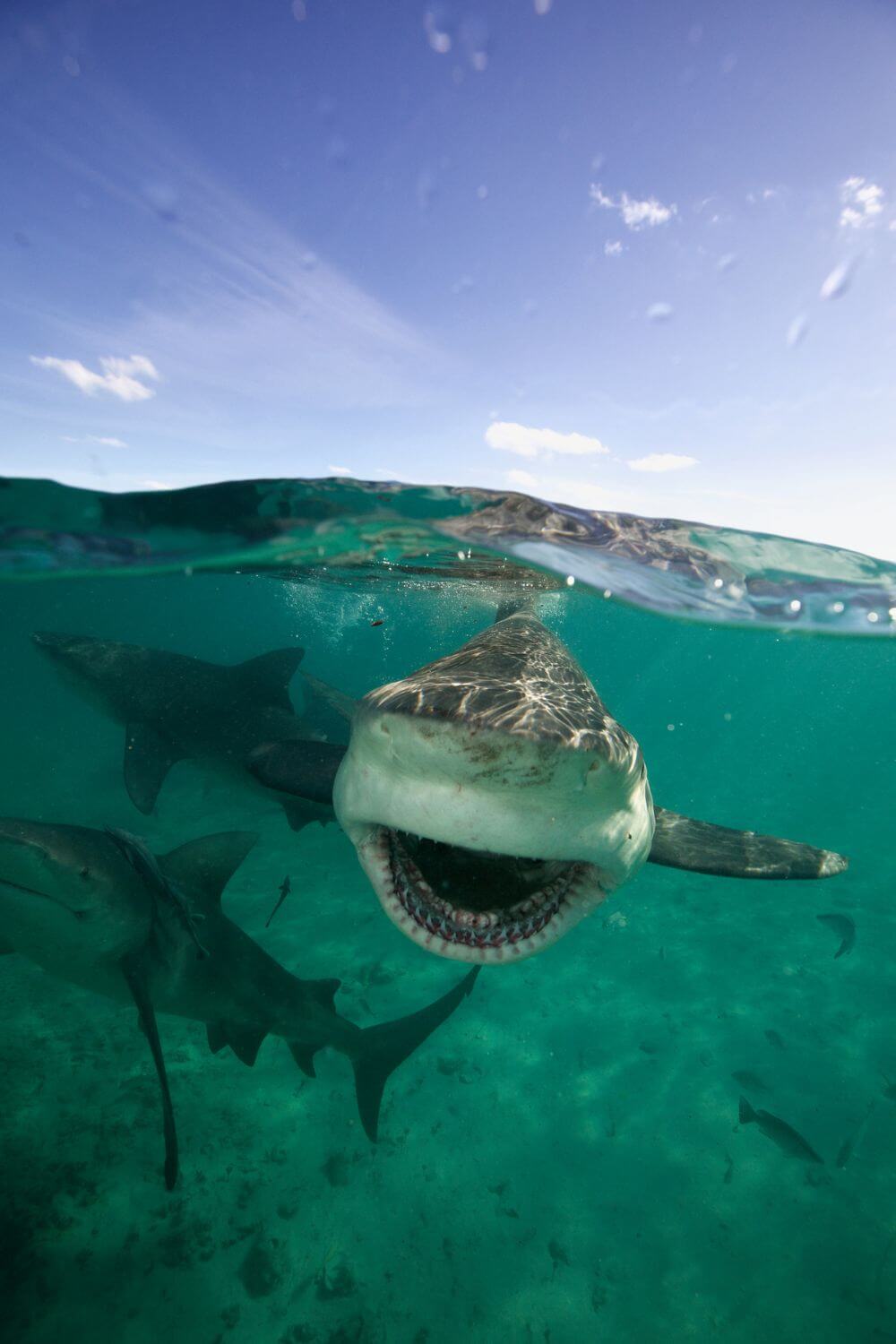 Photo of a bull shark swimming in the waters off the coast of Bimini in the Bahamas.