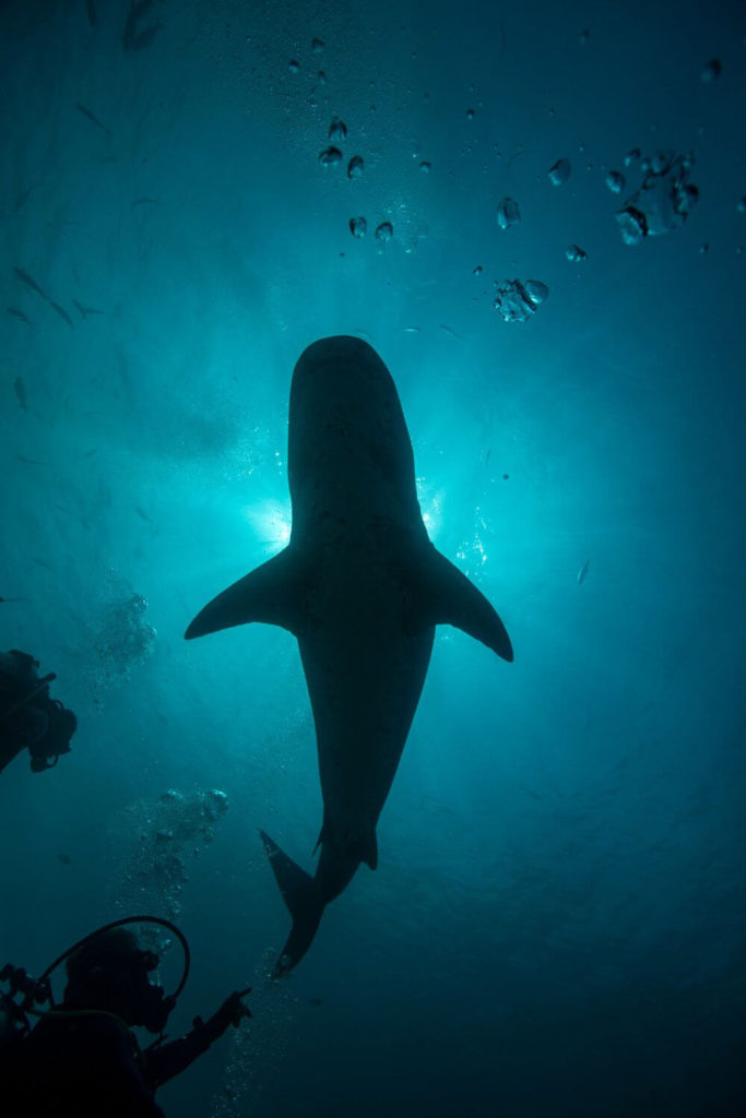 A tiger shark swims in the waters off the coast of Fuvahmulah, Maldives.